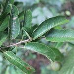 Croton megistocarpus leaf picture by Nelson Zamora Villalobos (cc-by-nc)