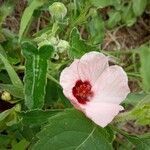 Pavonia hastata flower picture by Marchiori Anabella (cc-by-sa)