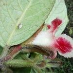 Drymonia alloplectoides flower picture by SINAC Pérez Greivin (cc-by-sa)