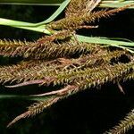 Carex jamesonii habit picture by Nelson Zamora Villalobos (cc-by-nc)