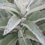 Verbascum thapsus leaf picture by Marco Elerdini (cc-by-sa)