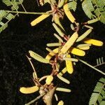 Vachellia collinsii fruit picture by Nelson Zamora Villalobos (cc-by-nc)