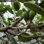 Sideroxylon borbonicum fruit picture by Bernard REYNAUD (cc-by-sa)