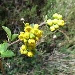 Berberis aetnensis flower picture by huy HO (cc-by-sa)