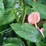 Anthurium scherzerianum flower picture by Sánchez Gómez Juan Carlos (cc-by-sa)