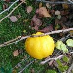 Chaenomeles japonica fruit picture by Stevenazzi Fabio (cc-by-sa)