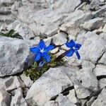 Gentiana terglouensis flower picture by Vincenc J (cc-by-sa)