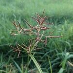 Cyperus rotundus fruit picture by Will Clark (cc-by-sa)