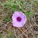 Ipomoea cairica flower picture by Mike Egan (cc-by-sa)