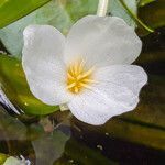 Hydrocharis morsus-ranae flower picture by Gimenez Herve (cc-by-sa)