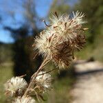 Symphyotrichum pilosum fruit picture by margarida vila (cc-by-sa)