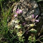 Lamium amplexicaule flower picture by Viejas Rodas (cc-by-sa)