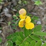 Senna bicapsularis leaf picture by Lemaire Romain (cc-by-sa)