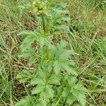 Scrophularia sambucifolia leaf picture by Gerda vanderbent (cc-by-sa)