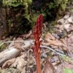 Corallorhiza maculata flower picture by F Z (cc-by-sa)