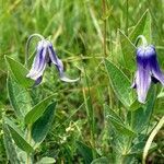 Clematis integrifolia flower picture by Rossen Vassilev (cc-by-sa)