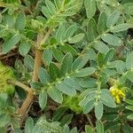 Tribulus terrestris leaf picture by Alain Lagrave (cc-by-sa)