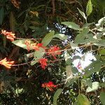 Erythrina senegalensis flower picture by Sylvain Piry (cc-by-sa)