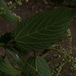 Gouania polygama leaf picture by Nelson Zamora Villalobos (cc-by-nc)