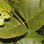 Erythrina globocalyx leaf picture by Nelson Zamora Villalobos (cc-by-nc)