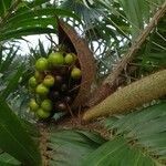 Bactris guineensis fruit picture by Formina Lara (cc-by-sa)