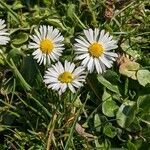 Bellis perennis habit picture by Sabina Hartmann (cc-by-sa)