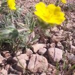 Potentilla hirta habit picture by llff (cc-by-sa)