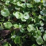 Viola riviniana leaf picture by Florie Thielin (cc-by-sa)