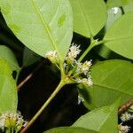 Cassipourea elliptica flower picture by Nelson Zamora Villalobos (cc-by-nc)