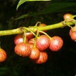 Siparuna thecaphora fruit picture by Nelson Zamora Villalobos (cc-by-nc)