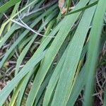 Iris unguicularis leaf picture by Claudio Malpede (cc-by-sa)