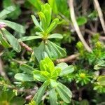 Daphne striata leaf picture by Frank Sundermeyer (cc-by-sa)