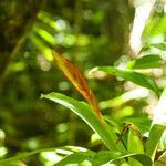 Vriesea incurvata leaf picture by Barros Carlos Eduardo (cc-by-sa)