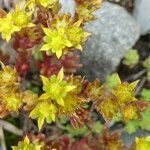 Sedum annuum flower picture by Llandrich anna (cc-by-sa)