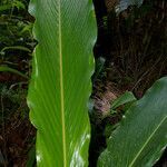 Renealmia alpinia habit picture by Nelson Zamora Villalobos (cc-by-nc)