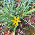 Sisyrinchium californicum flower picture by Lynne Mitchell (cc-by-sa)