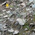 Narcissus assoanus habit picture by françois boca (cc-by-sa)