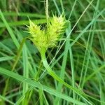 Carex lupulina flower picture by David Hinds (cc-by-sa)