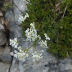 Kernera saxatilis flower picture by Dorian Petonnet (cc-by-sa)