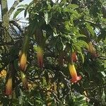 Brugmansia sanguinea flower picture by jean-marc stockman (cc-by-sa)