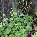 Tellima grandiflora habit picture by Kate (cc-by-sa)