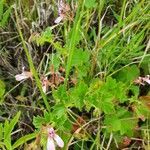 Pelargonium glechomoides habit picture by susan brown (cc-by-sa)