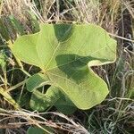 Thespesia garckeana leaf picture by susan brown (cc-by-sa)