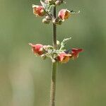 Scrophularia grandiflora flower picture by Pedro Gaspar (cc-by-sa)