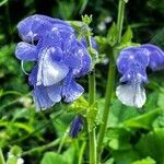 Salvia hians flower picture by Sohail Wagay (cc-by-sa)