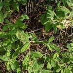 Lonicera periclymenum habit picture by Sabina Hartmann (cc-by-sa)