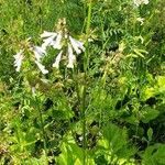 Salvia lyrata habit picture by Brad Kelley (cc-by-sa)