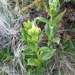 Gentiana punctata habit picture by Linda Tambosi (cc-by-sa)