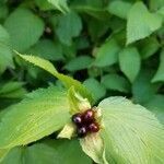 Rhodotypos scandens fruit picture by Marie Gentile (cc-by-sa)