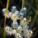 Torilis leptophylla flower picture by Emmanuel Cosson (cc-by-sa)